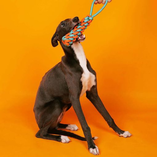 Ensemble de Jouets pour Chiens en Corde - Choc des Couleurs – Image 2