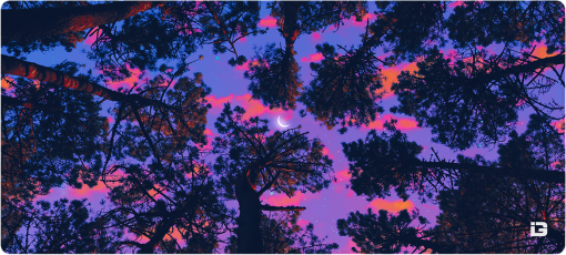 Vues sur la forêt
